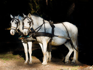 Couple of  white work horses with harness hitched to a wagon