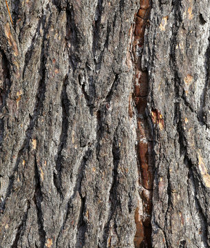 Old Tree Bark Rough Background