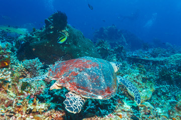 Fototapeta na wymiar Green Sea Turtle near Coral Reef, Bali