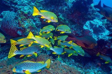 Underwater Landscape with Sweetlips Fishes