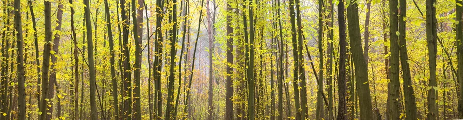 Zelfklevend Fotobehang herfst bos © Andrii Salivon