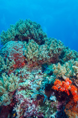 Plakat Colorful Tropical Reef Landscape