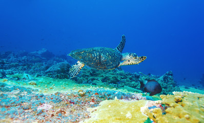 Green Sea Turtle near Coral Reef, Bali