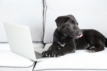 Adorable young black Labrador lying near notebook on white sofa
