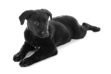 Young black Labrador lying on white background