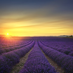 Fototapeta na wymiar Lavender flower blooming fields endless rows on sunset. Valensol