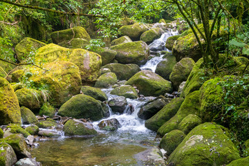 Naklejka na ściany i meble Fresh stream in the forest. Kaimai Range,New Zealand