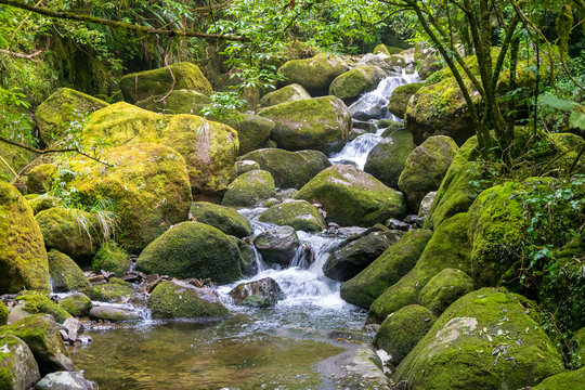 Fresh Stream In The Forest. Kaimai Range,New Zealand