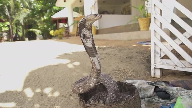 SLOW MOTION: Cobra charming in Sri Lanka