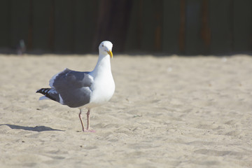 Seagull Sandy Beach