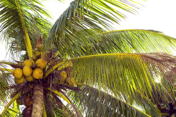 Fototapeta premium ripening coconut on coconut palms close-up shot