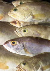 background of fresh sea fish fishing food frame