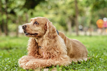 Champagne Cocker Spaniel resting