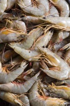 background of the large fresh shrimp seafood