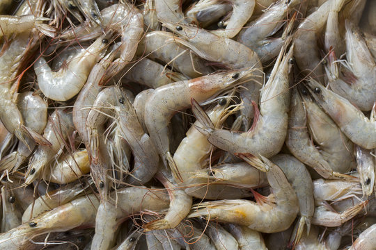 background of the large fresh shrimp seafood