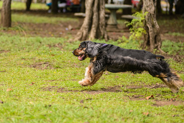Black Cocker Spaniel running
