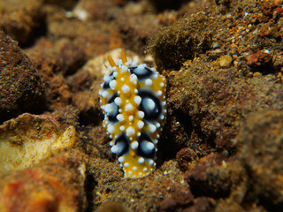 Nudibranch