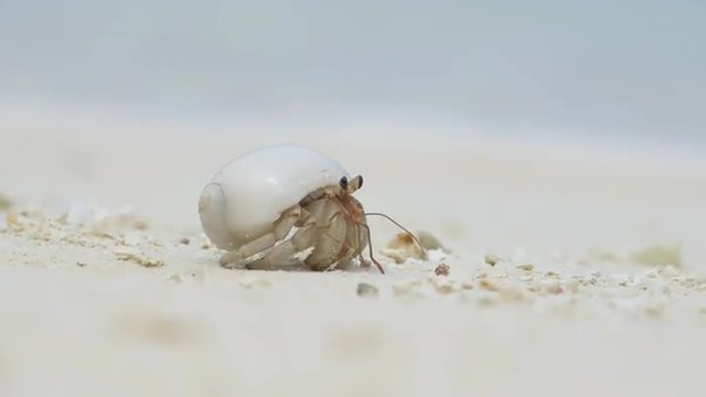 CLOSE UP: Hermit crab on the sandy beach
