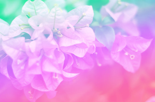 Fototapeta pastel tone backgrounds nature paper flowers
