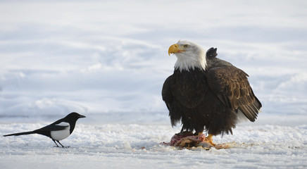 The Bald eagle  ( Haliaeetus leucocephalus )