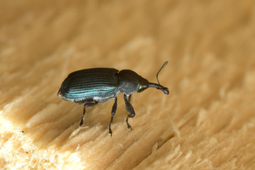 Magdalis weevil on wood