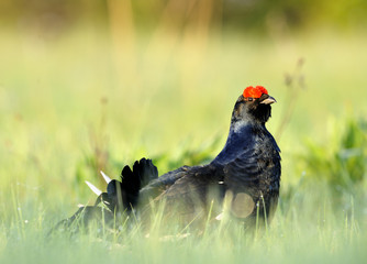 Portrait of a lekking black grouse (Tetrao tetrix)
