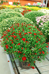 Beautiful chrysanthemum flowers, close-up, in greenhouse