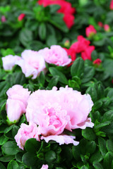 Beautiful rose flowers, close-up, on green background