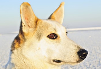 Portrait of a dog.(Canis lupus familiaris) close up