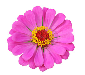 Pink Zinnia Flower