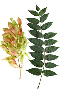 Tree of Heaven leaf and Fruit