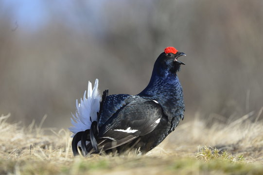 Birkhuhn, black grouse [Tetrao tetrix], blackgame [Lyrurus tetrix). Portrait of a lekking black grouse (Tetrao tetrix) Sunrise . Early morning. Forest.
