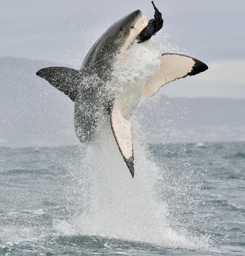 Great White Shark (Carcharodon carcharias) breaching in an attack.