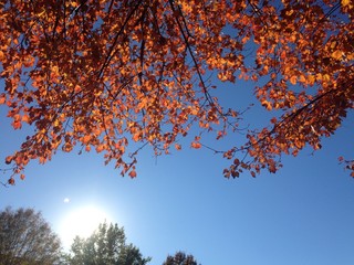 sunny fall foliage
