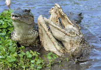 Attack crocodile. Cuban Crocodile (crocodylus rhombifer).
