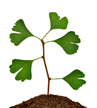 Ginkgo biloba plant growing from soil isolated on white background.