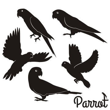 Parrot Silhouettes Collection. Tropical parrot set with feathers and wings. Black silhouette parrots, illustration of exotic bird parrot. Pet birds collection.
