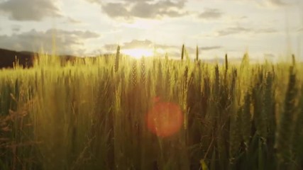 SLOW MOTION: Sun shining through young green wheat blades on field at sunrise