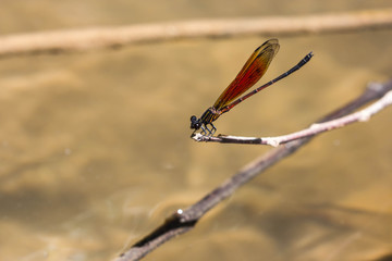 Damsel Flies