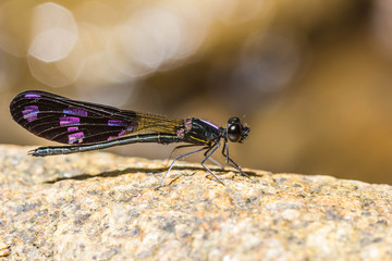 Damsel Flies
