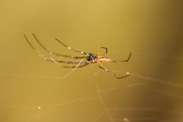 Golden Orb-weaver Spider