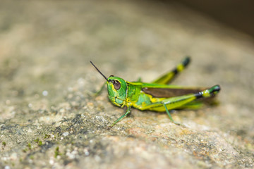 Little Grasshopper
