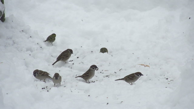 SLOW MOTION: Birds eating from the ground