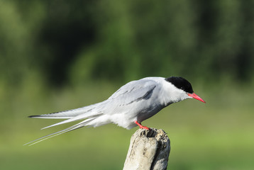 Arctic Tern on a stump, Anchorage, Alaska