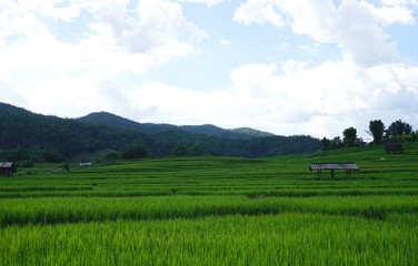 Fototapeta na wymiar rice field with mountain background
