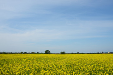 Obraz premium 菜の花