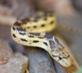 Pacific Gopher Snake (Pituophis catenifer catenifer) in captivity. San Francisco Bay Area, California, USA.