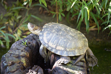 Fototapeta premium Western Pond Turtle. Santa Clara County, California, USA.