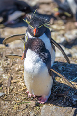 Rockhopper Penguin mated couple together in colony.