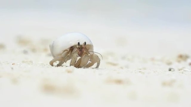 CLOSE UP: Hermit crab walking towards the camera